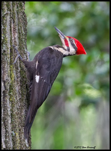 _2SB1247 pileated woodpecker.jpg